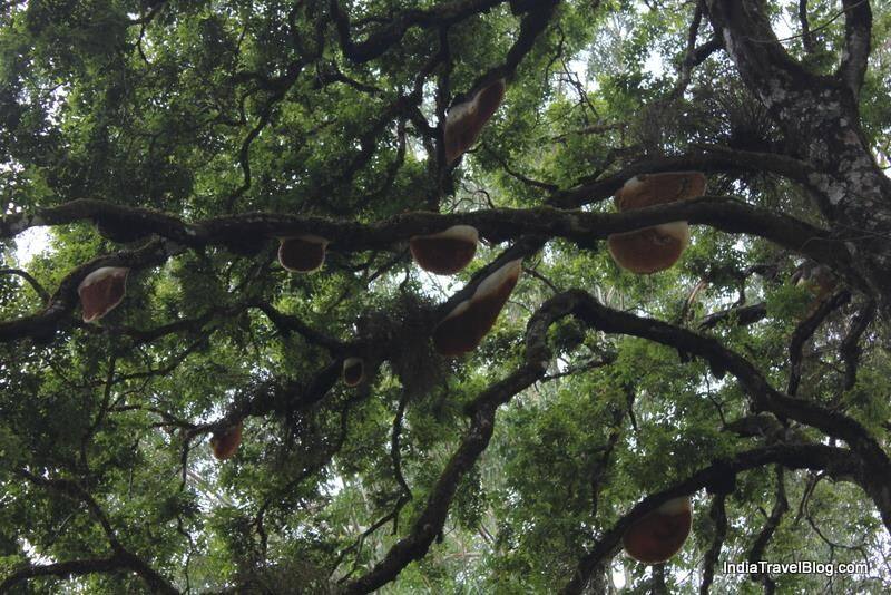 honey tree fell in Munnar idukki