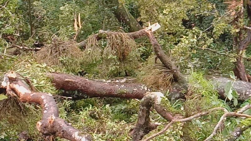 honey tree fell in Munnar idukki