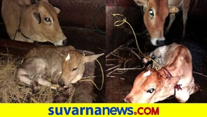 leopard Attack on cow to Siddaganga Mutt Goshala leopard Attack on cow to Siddaganga Mutt Goshala