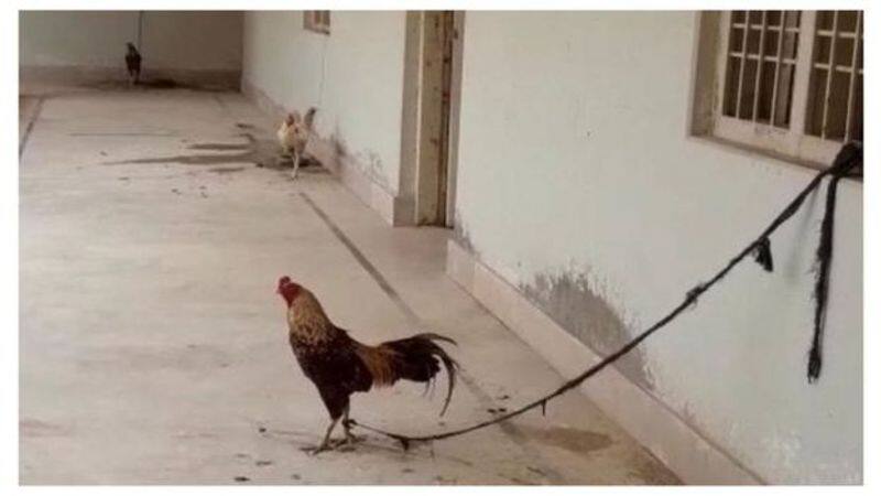 Police gets in to trouble in Pakistan after taking roosters in to custody over betting