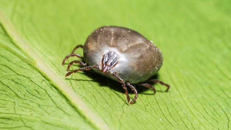 new type of virus in china killed seven so far KPP