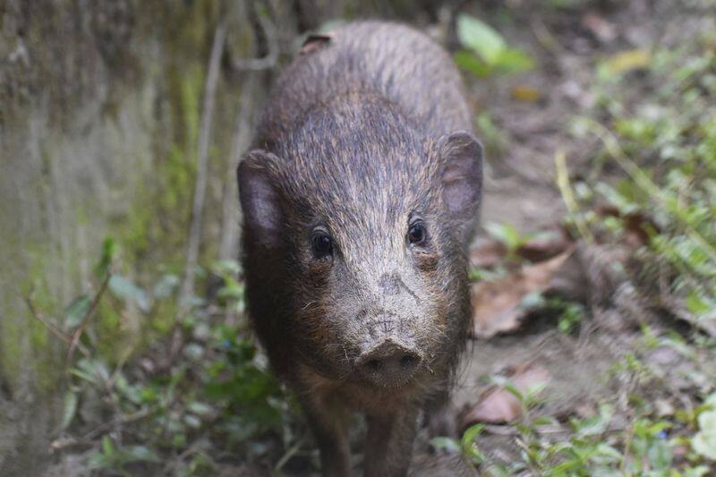 African swine fever and survival of Pygmy hog