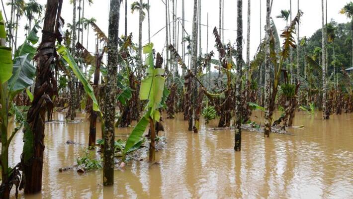 20 hectare land under water in Wayanad 20 hectare land under water in Wayanad