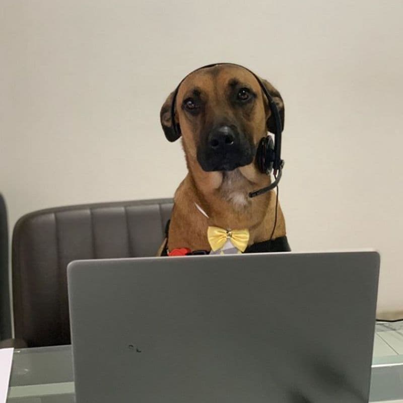 a dog get gaurd job at hyundai showroom in ghaziabad misleading post viral know truth kpt
