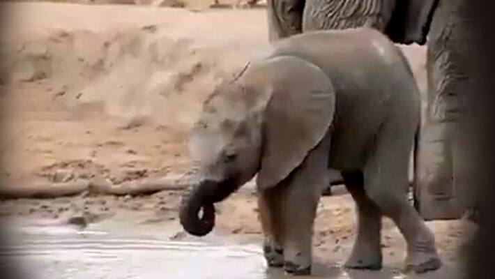 Suvarna Gave Birth to a Baby Elephant in Bannerghatta Zoo Suvarna Gave Birth to a Baby Elephant in Bannerghatta Zoo