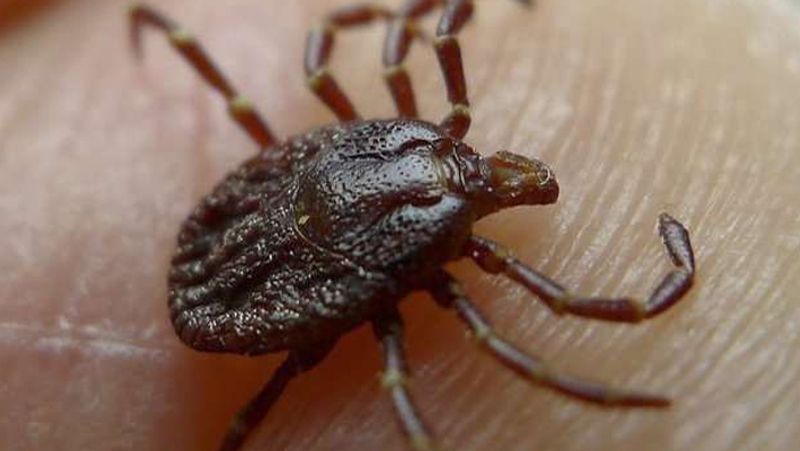 Tick Borne virus Spreading in China After Corona virus know what are the Symptoms of new virus KPY