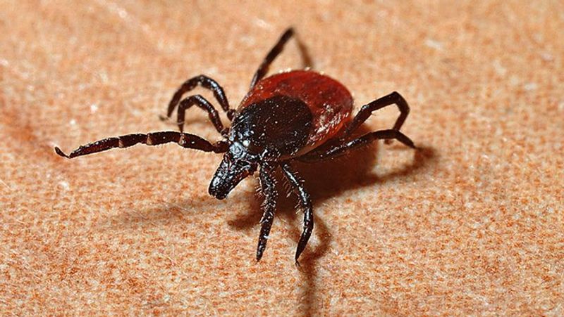 Tick Borne virus Spreading in China After Corona virus know what are the Symptoms of new virus KPY
