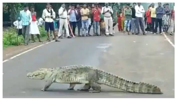 People Anxiety for Crocodile Entry to Village at Dandeli in Uttara Kannada grg People Anxiety for Crocodile Entry to Village at Dandeli in Uttara Kannada grg