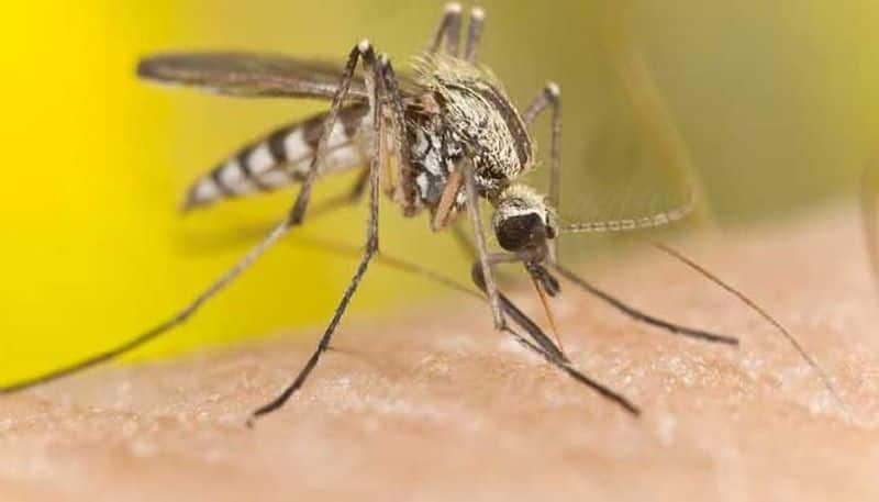 One step closer to tackling malaria: JNU, BHU researchers develop compound that tackles it
