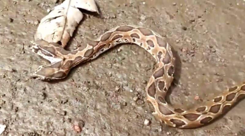 Rare two headed Russell's viper rescued in Maharashtra's Kalyan