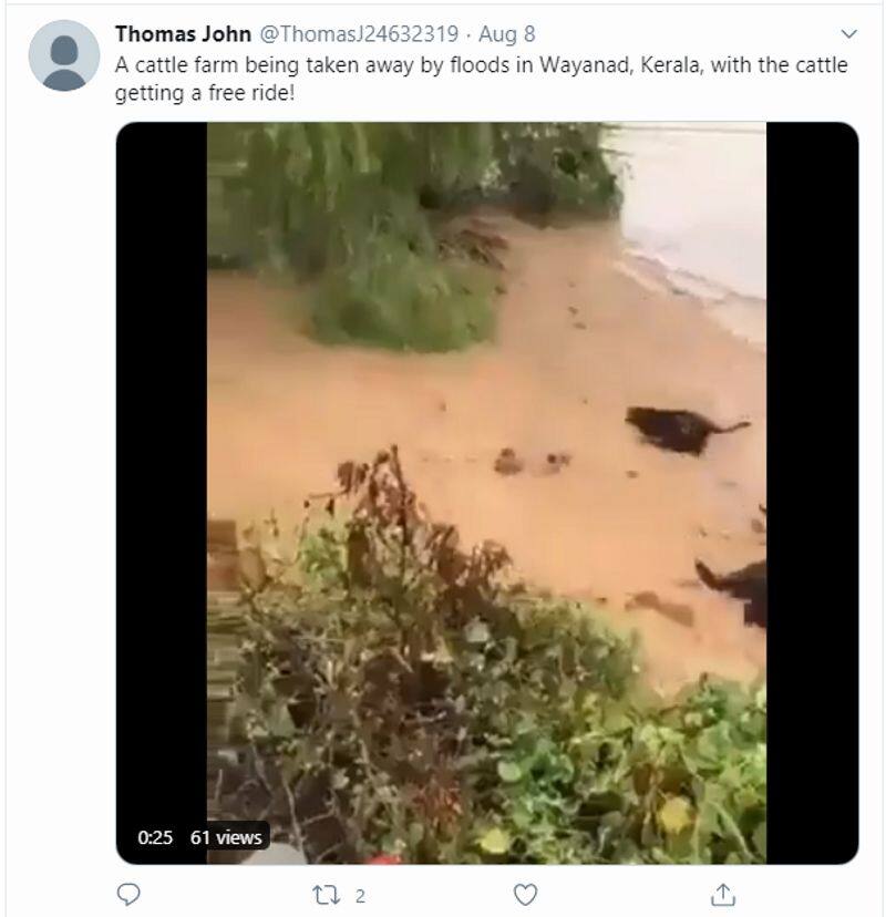 is it video of cattle being washed away in floodwaters from Idukki