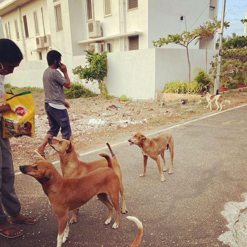 viji chandrasekar daughter lovelyn give food for street dogs
