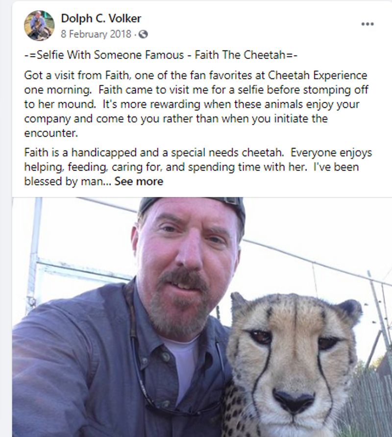 man lying with cheetahs in rajasthan fake claim video viral from south africa know truth kpt