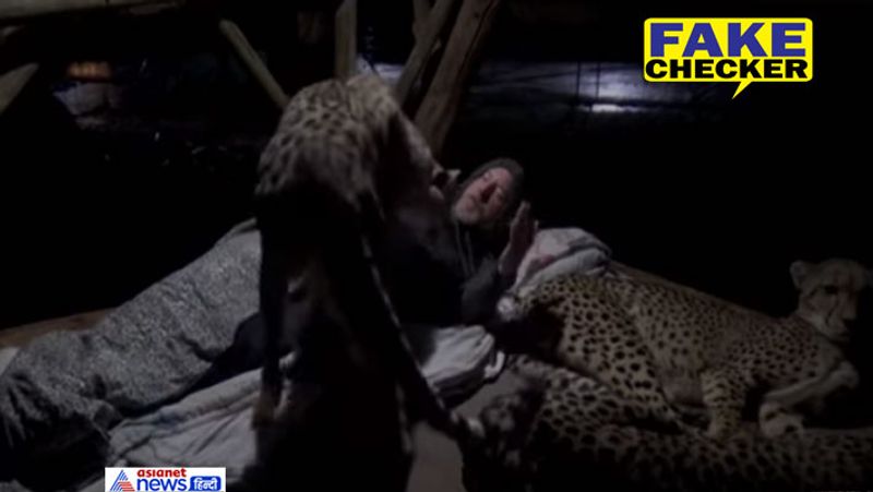 man lying with cheetahs in rajasthan fake claim video viral from south africa know truth kpt