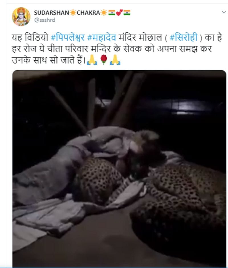 man lying with cheetahs in rajasthan fake claim video viral from south africa know truth kpt