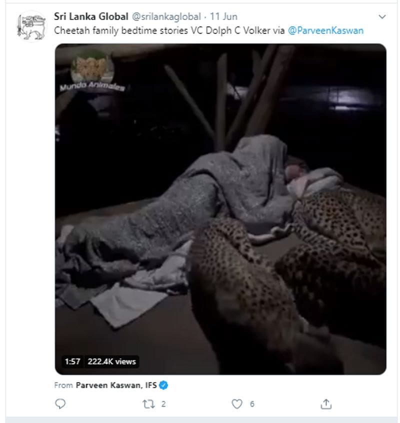 man lying with cheetahs in rajasthan fake claim video viral from south africa know truth kpt