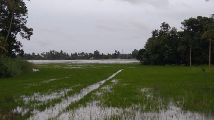 Farmers Faces Problems due to Heavy Rain in Gadag District Farmers Faces Problems due to Heavy Rain in Gadag District