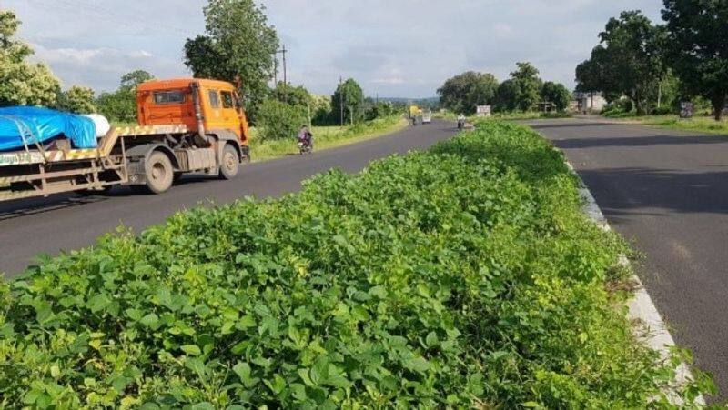 farmer to face action for cultivating soya bean on the divider of National Highway in Madhyapradesh