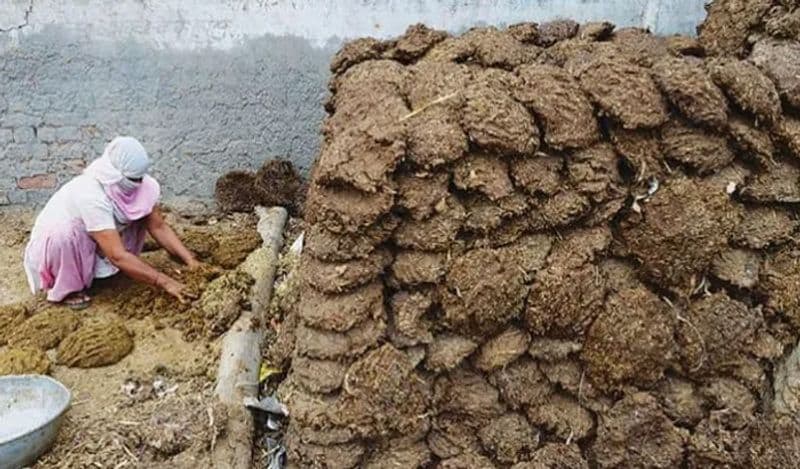 chhattisgarh gobar chor stole 100 kg of cow dung leaving gold and silver from farmers house for this unique reason kph