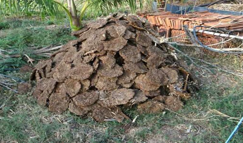 chhattisgarh gobar chor stole 100 kg of cow dung leaving gold and silver from farmers house for this unique reason kph