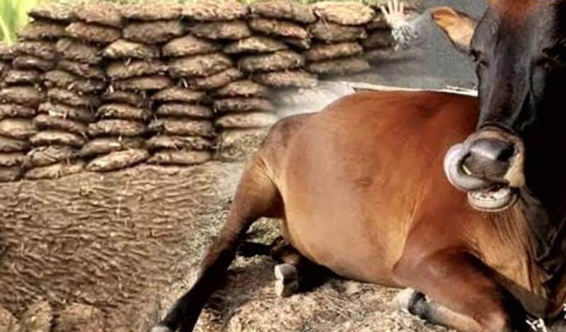 chhattisgarh gobar chor stole 100 kg of cow dung leaving gold and silver from farmers house for this unique reason kph