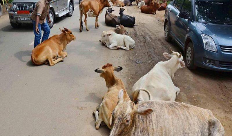 CBI raided number of address in cattle smuggling case RTB
