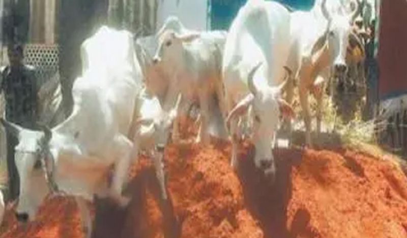 chhattisgarh gobar chor stole 100 kg of cow dung leaving gold and silver from farmers house for this unique reason kph