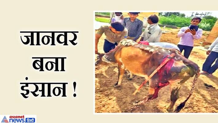 Jodhpur shocking photo, fatal attack on cow with ax kpa Jodhpur shocking photo, fatal attack on cow with ax kpa