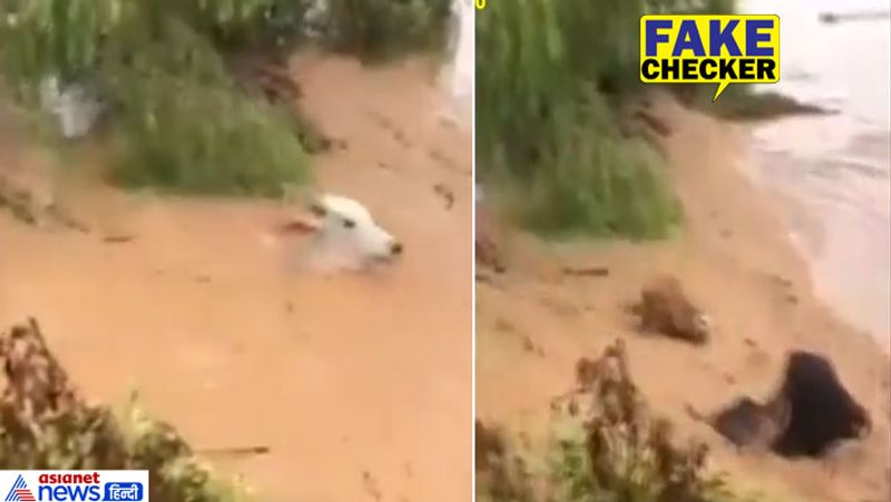 cows washed away in flood water claim said in kerala old mexico video viral kpt