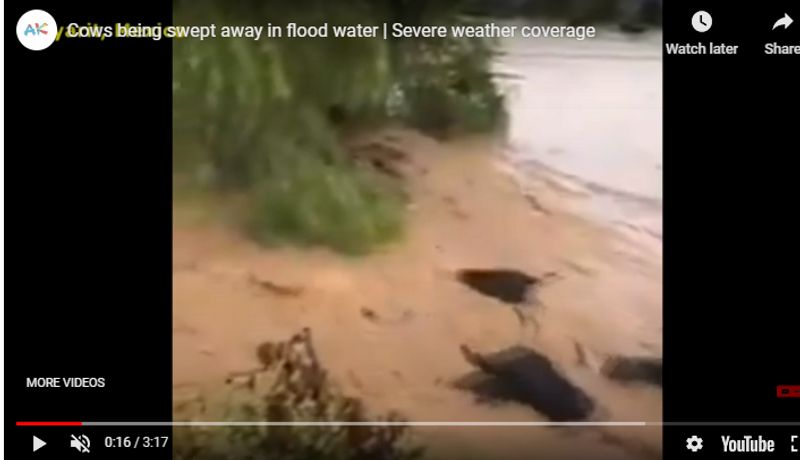 cows washed away in flood water claim said in kerala old mexico video viral kpt