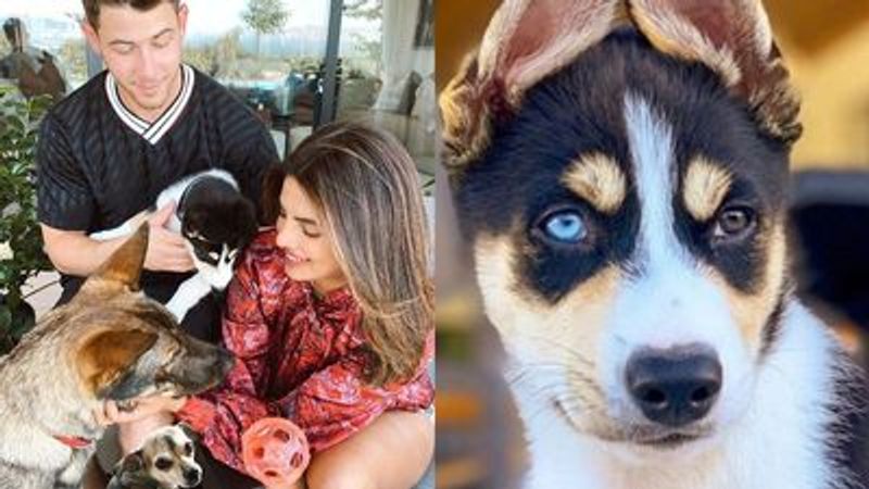 Priyanka Chopra becomes mother of 3 kids welcomes new member to family