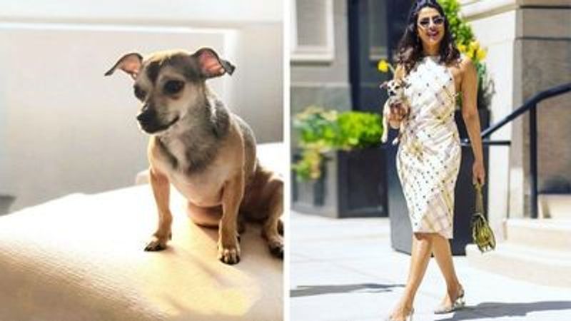 Priyanka Chopra becomes mother of 3 kids welcomes new member to family