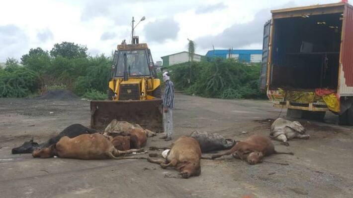 madhya pradesh news hoshangabad 22 cattle killed in truck transporting kpr madhya pradesh news hoshangabad 22 cattle killed in truck transporting kpr