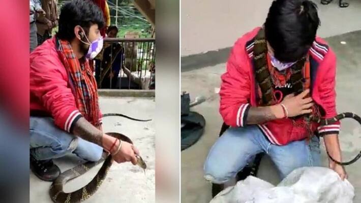 Huge King Cobra Captured From Nainital House. Video Is Terrifying Huge King Cobra Captured From Nainital House. Video Is Terrifying