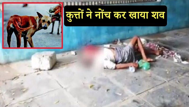 Dogs were eaten by the dead body in a government hospital in Andhra Pradesh kpn