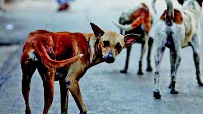 Dogs were eaten by the dead body in a government hospital in Andhra Pradesh kpn