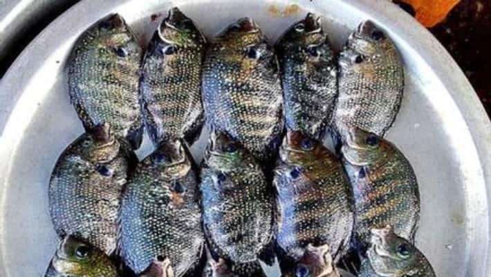 illegal Fishing: Two person arrested in Ponnani illegal Fishing: Two person arrested in Ponnani
