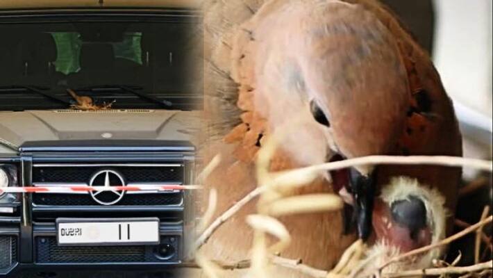 Crown prince of Dubai stops using a SUV car after birds build nest on it ALB Crown prince of Dubai stops using a SUV car after birds build nest on it ALB