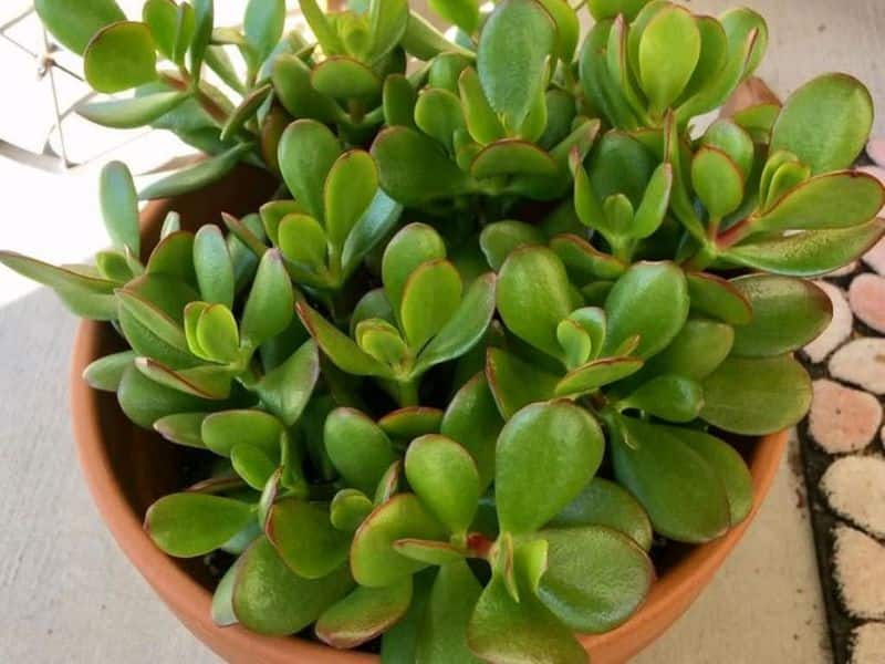 is succulent jade is toxic for pets ?