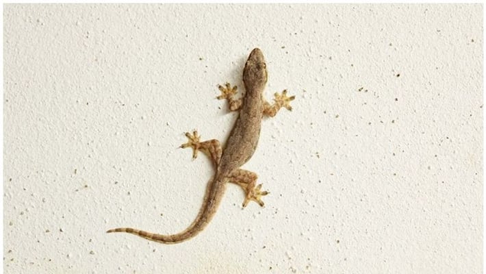 lizard found in mid day meals 70 students hospitalied in karnataka lizard found in mid day meals 70 students hospitalied in karnataka