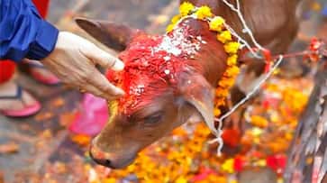 Today Govasta dwadashi and pradosham to get lord shiva blessing do these things Rya Today Govasta dwadashi and pradosham to get lord shiva blessing do these things Rya
