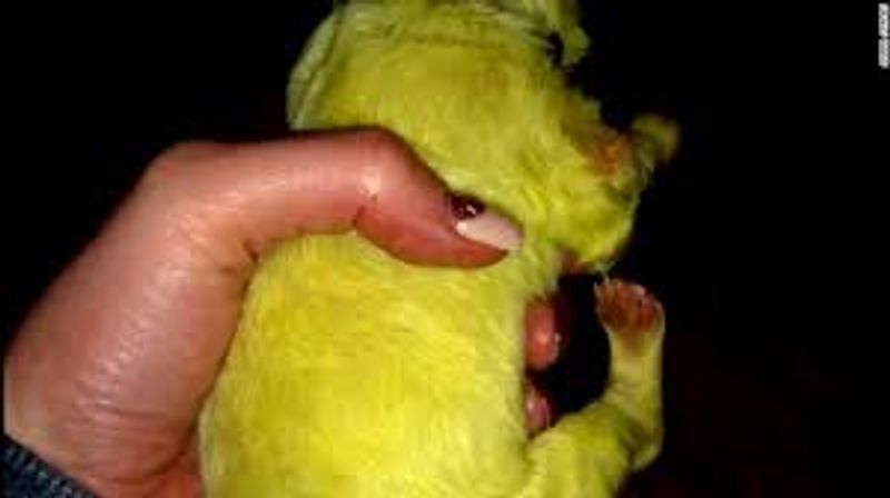 green color rare puppy photo galley