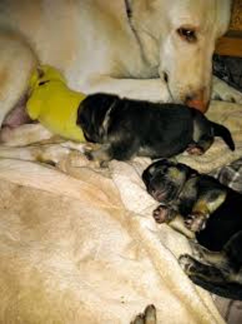 green color rare puppy photo galley