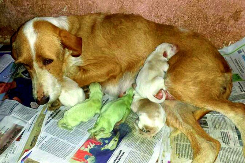 green color rare puppy photo galley