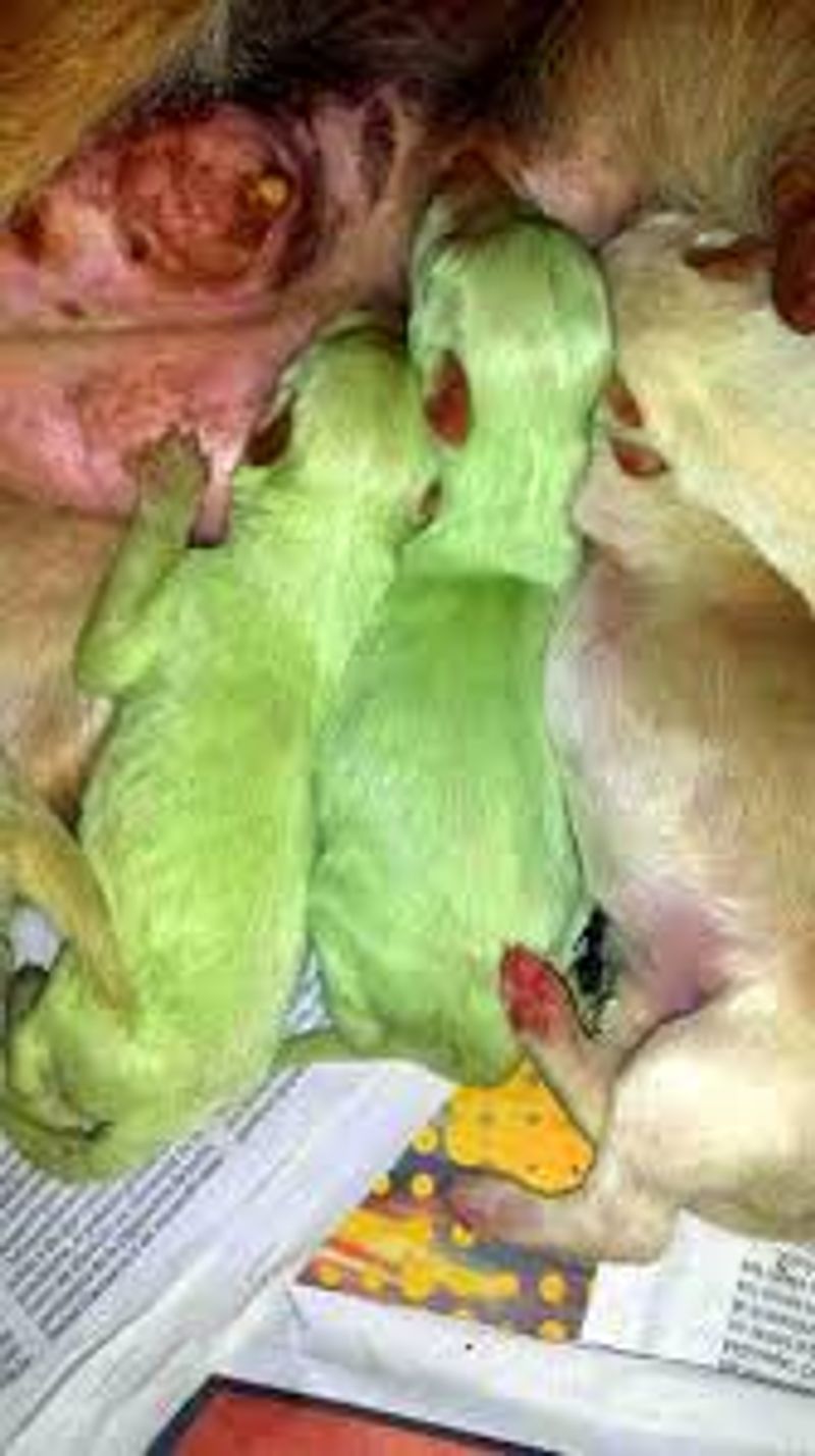 green color rare puppy photo galley