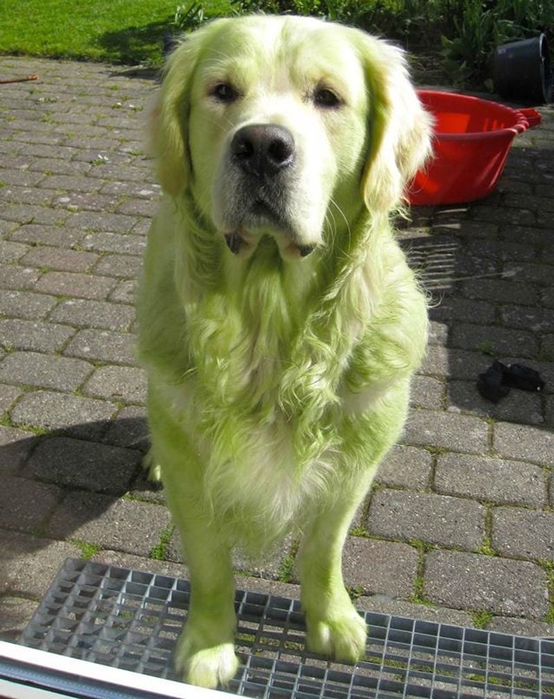 green color rare puppy photo galley
