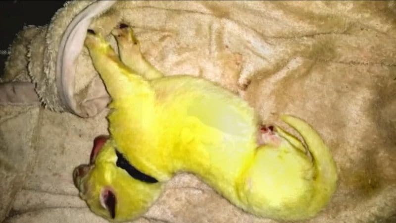 green color rare puppy photo galley