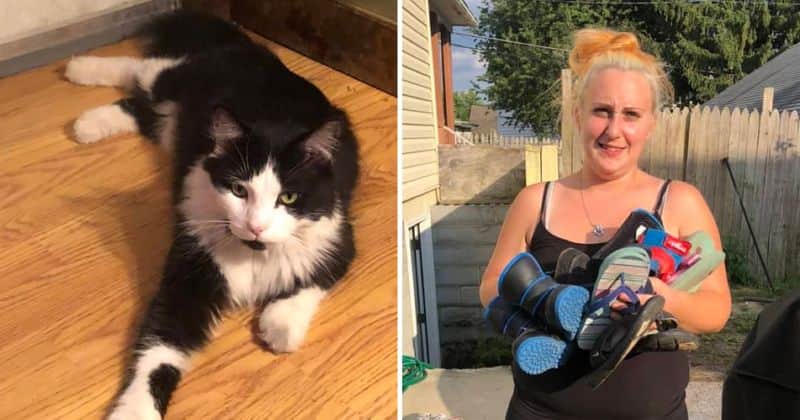 this cat steals only one thing his owner creates facebook group to return them