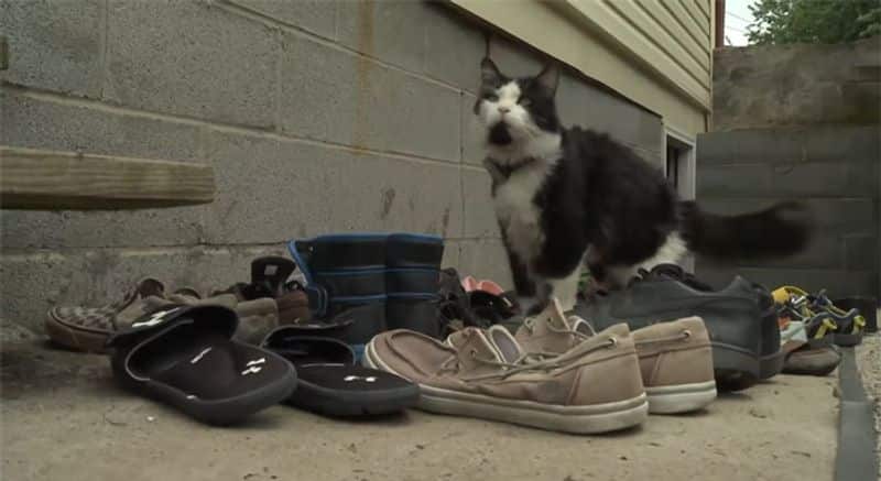 this cat steals only one thing his owner creates facebook group to return them