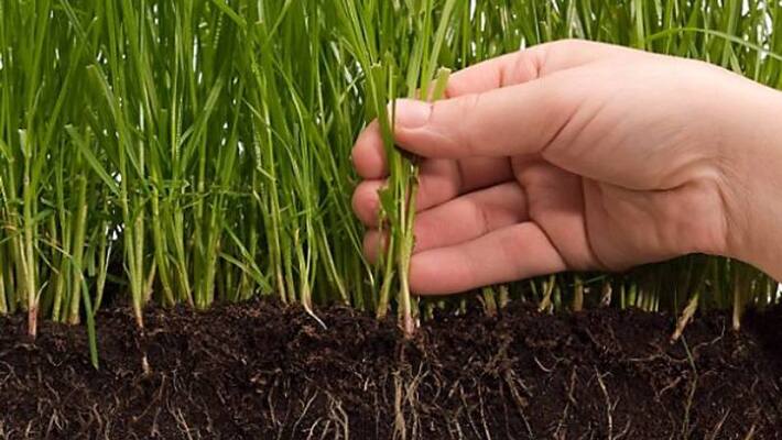 neem oil to soil neem oil to soil